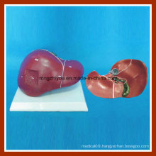 Human Liver Anatomy Teaching Model